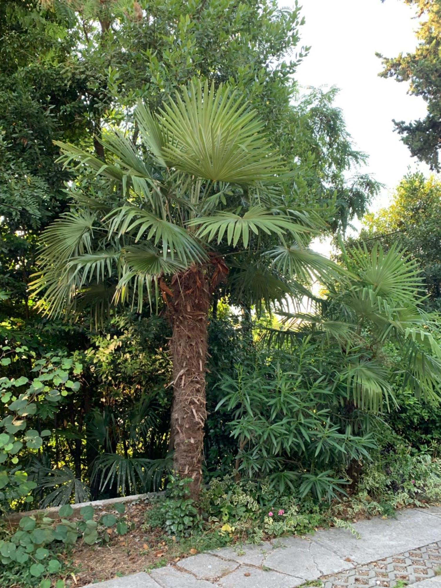 Sheltered Oasis In * Opatija